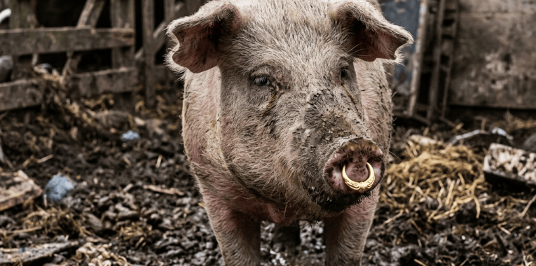 Pig with a nose ring standing in a muddy farm pen